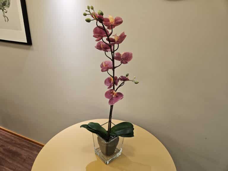 Ystävänpäivän iloa