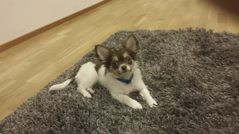 Lukas kotiutuu Käpylinnaan!