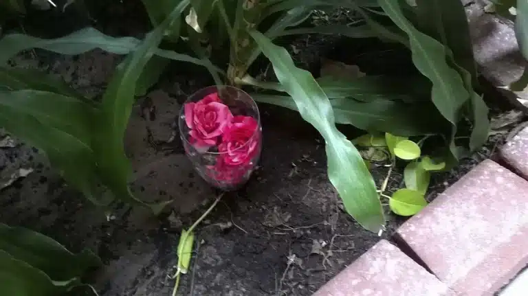 Ystävänpäivä tunnelmia Sagassa