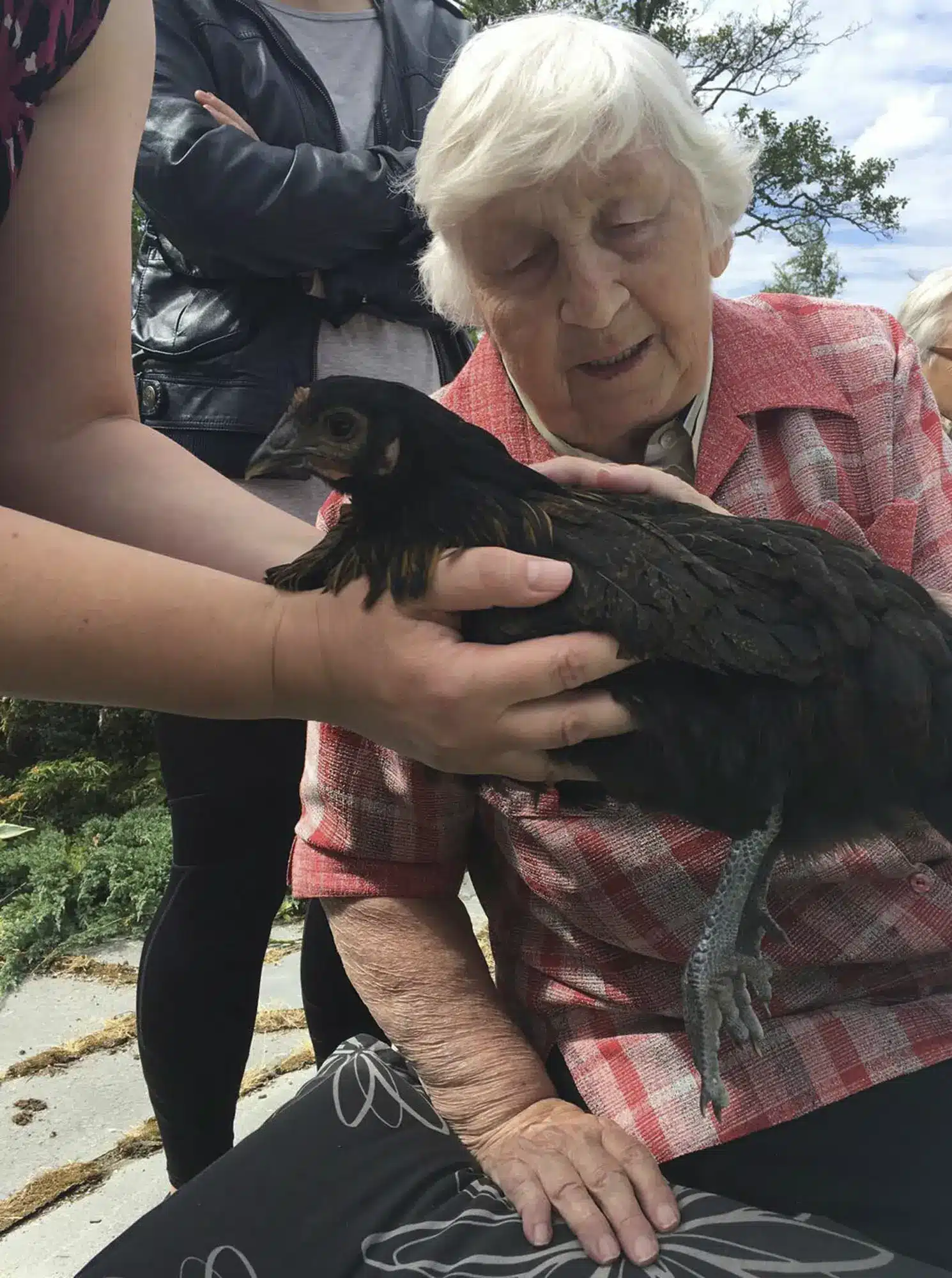 "Onpa pehmeä!" ihmiset ihastelivat kilttiä Patina-kanaa