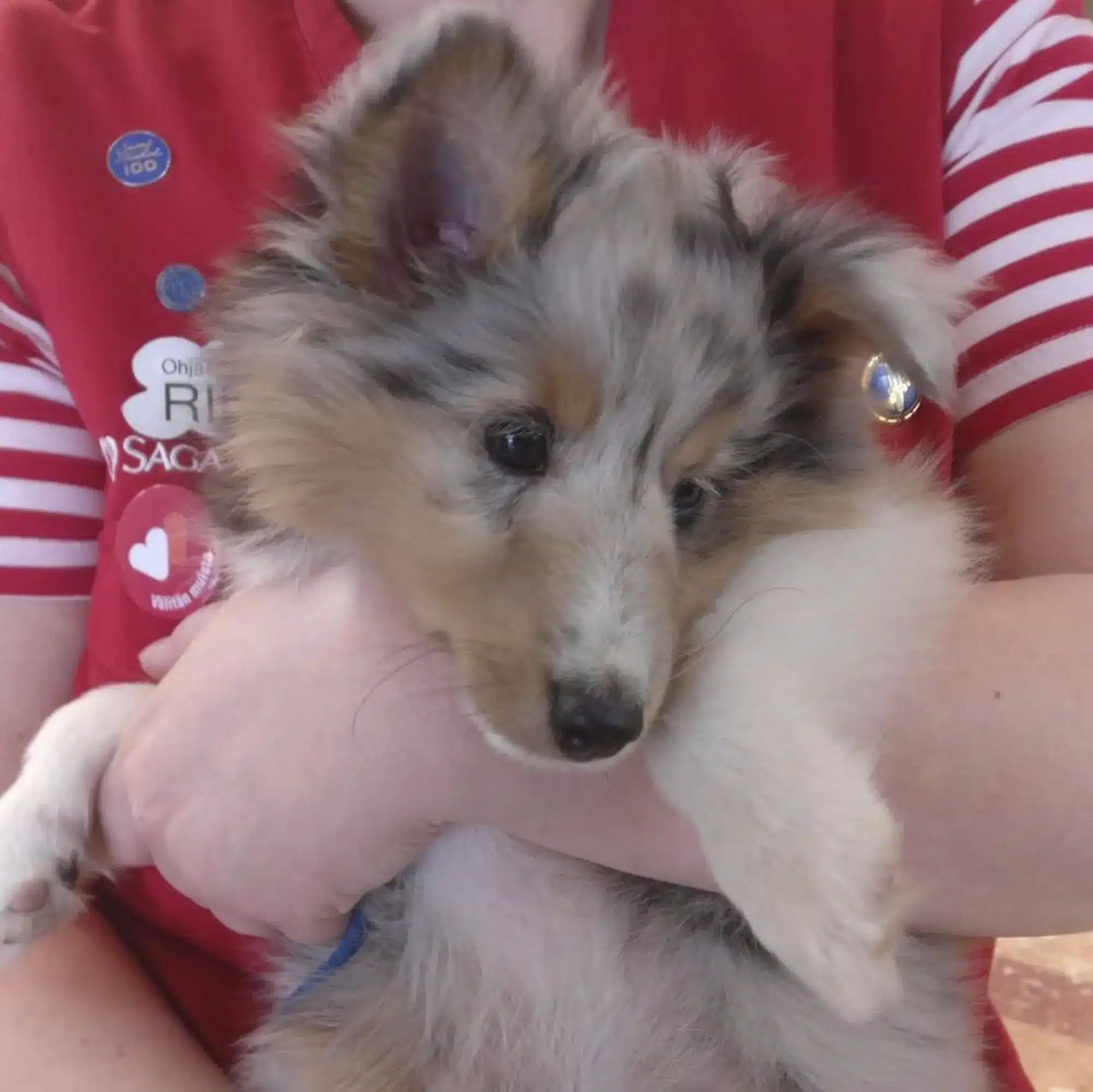 Ihana shetlanninlammaskoira Saga Kaskenpuistossa