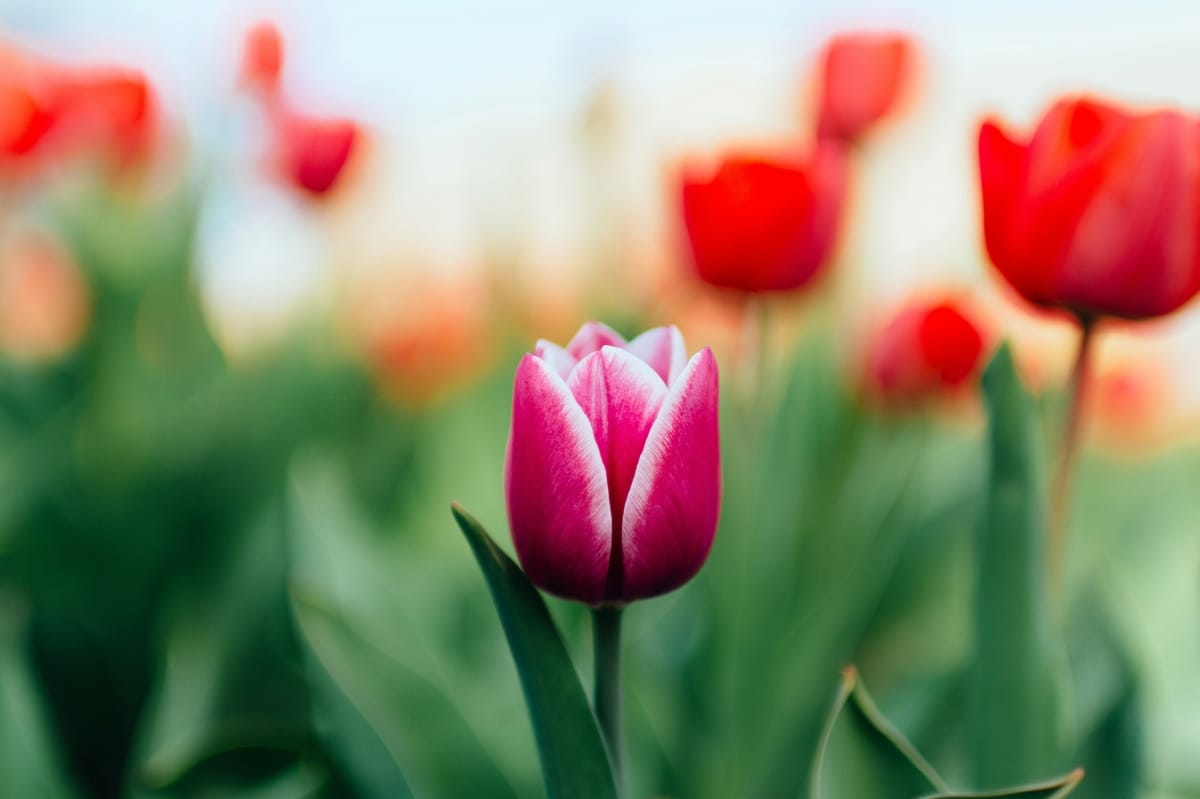 Saga Tammilinna Tulppaanit